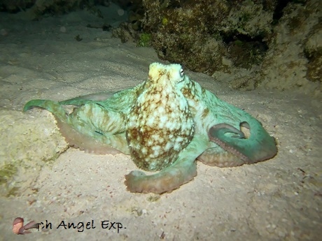 Night Snorkeling.jpg