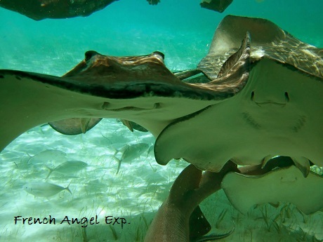 Southern Sting Rays.jpg